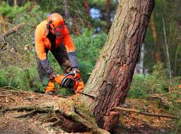 Best Firewood Processing and Delivery  in El Cerro Mission, NM