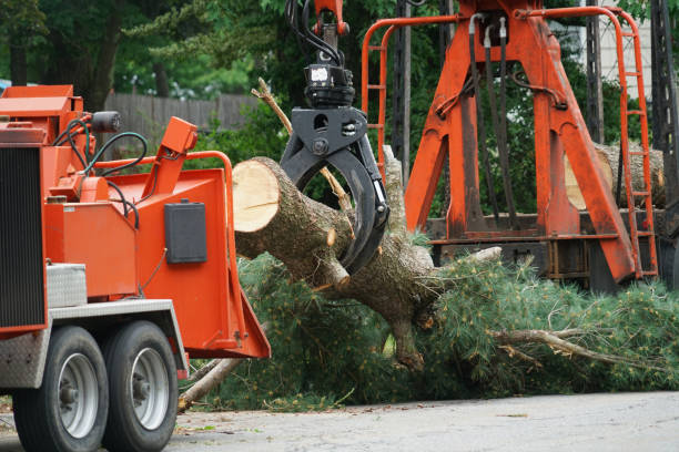 El Cerro Mission, NM Tree Care Services Company